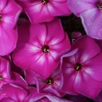 Phlox paniculata Purple Kiss