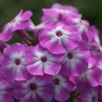Phlox paniculata Uspech