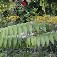 Polygonatum falcatum