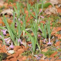 Polygonatum graminifolium