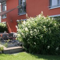 Polygonum polymorphum Johanniswolke