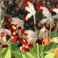 Primula veris Sunset Strain