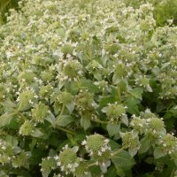 Pycnanthemum muticum