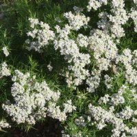 Pycnanthemum tenuifolium