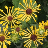 Rudbeckia Henry Eilers