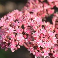 Sedum Matrona