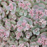 Sedum cauticolum Lidacense
