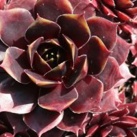 Sempervivum Hayling
