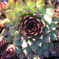 Sempervivum Klara