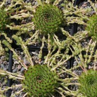 Sempervivum ciliosum ssp octopetalum