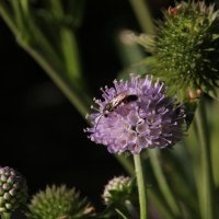 Succisa pratensis mit Langhornbiene