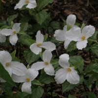 Trillium grandiflorum