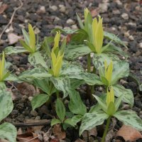 Trillium luteum