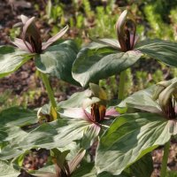 Trillium sessile