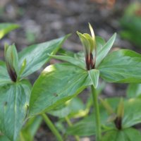 Trillium virescens