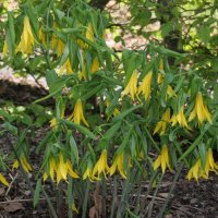 Uvularia grandiflora