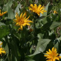 Wyethia amplexicaulis
